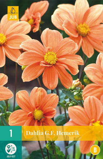 Karta - Jiřina G.F. HEMERIK (1 hlíza) "B"