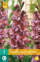 Karta - Mečík RUSTY CHESTNUT (7 cibulí) "B"