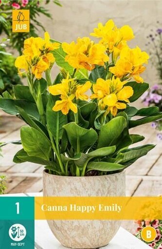 Karta - Kana (SOL) HAPPY EMILY (1 hlíza) "B"