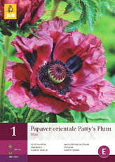 Karta - Mák ORIENTALE PATTY'S PLUM (1 hlíza) "C"