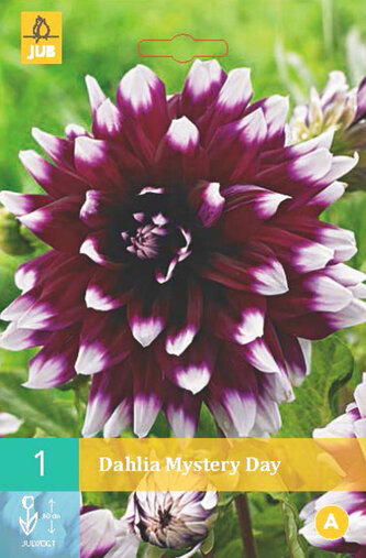 Karta - Jiřina MYSTERY DAY (1 hlíza) "B"