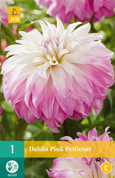 Karta - Jiřina PINK PETTICOAT (1 hlíza) "C"