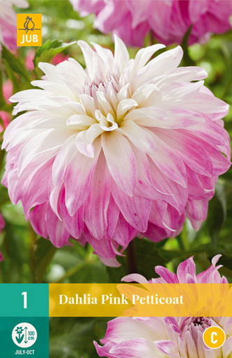 Karta - Jiřina PINK PETTICOAT (1 hlíza) "C"