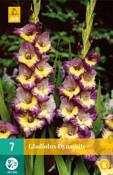 Karta - Mečík DYNAMITE (7 cibulí) "B"