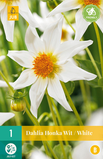 Karta - Jiřina HONKA WIT / WHITE (1 hlíza) "B"