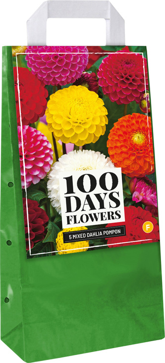 Taška - Jiřina Pompon Mix (5 hlíz)"F"