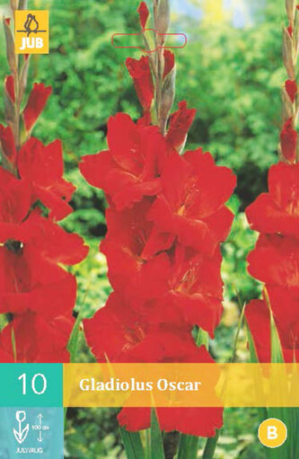 Karta - Mečík OSCAR (10 cibulí) "B"