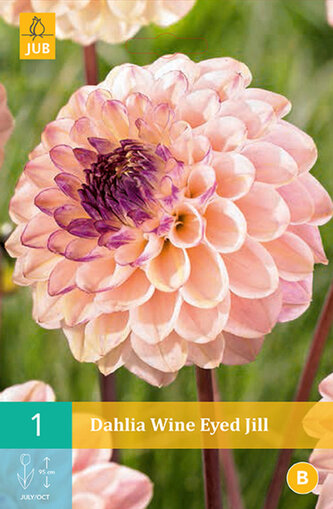 Karta - Jiřina WINE EYED JILL (1 hlíza) "B"