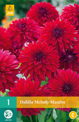 Karta - Jiřina MELODY MAMBO  (1 hlíza) "C"