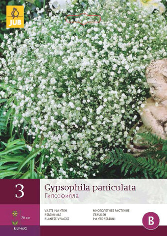 Karta - Šáter PANICULATA (3 hlízy) "B"