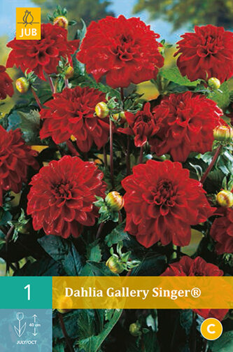 Karta - Jiřina GALLERY SINGER® (1 hlíza) "C"