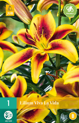 Karta - Lilie VIVA LA VIDA (1 cibule) "B"