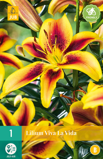Karta - Lilie VIVA LA VIDA (1 cibule) "B"