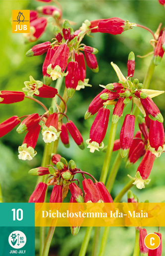 Karta - Dichelostemma IDA-MAIA  (10 cibulí) "C"