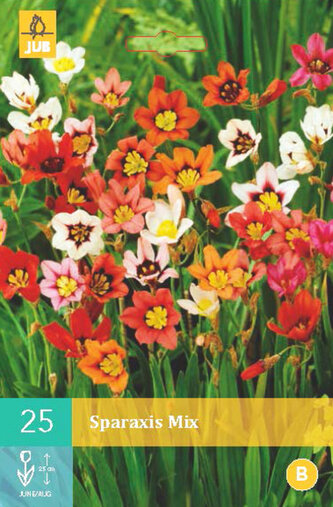 Karta - Dřípulka (Sparaxis) MIX (25 cibulí) "A"