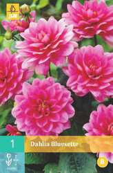 Karta - Jiřina BLUESETTE (1 hlíza) "B"