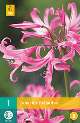 Karta - Amarylka BELLADIVA (1 cibule) "B"