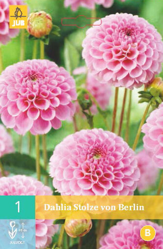 Karta - Jiřina STOLZE VON BERLIN (1 hlíza) "B"