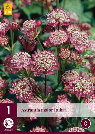 Karta - Jarmanka ASTRANTIA MAJOR RUBRA (1 hlíza) "C"