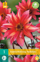 Karta - Jiřina WALTZING MATHILDA (1 hlíza) "C"