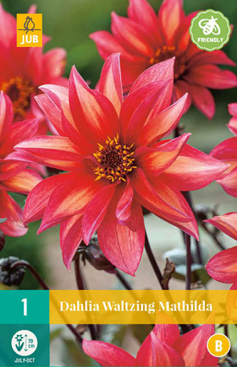 Karta - Jiřina WALTZING MATHILDA (1 hlíza) "C"