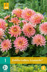 Karta - Jiřina GALLERY LEONARDO® (1 hlíza) "C"