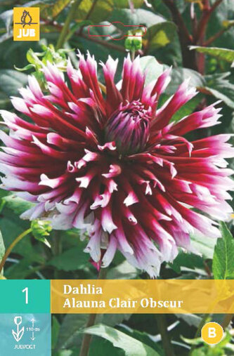 Karta - Jiřina ALAUNA CLAIR OBSCUR (1 hlíza) "C"