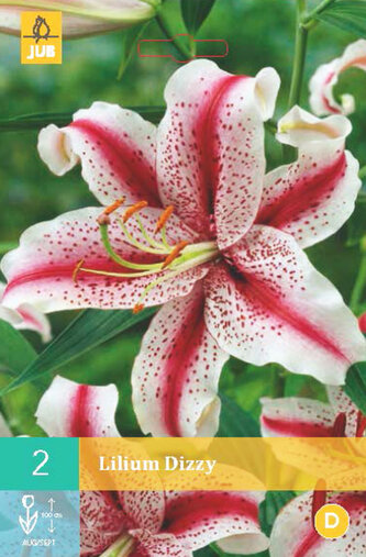 Karta - Lilie DIZZY (2 cibule) "B"
