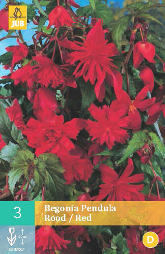 Karta - Begónie PENDULA RED (3 cibule) "C"