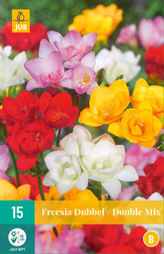 Karta - Frézie DOUBLE MIX (15 cibulí) "B"