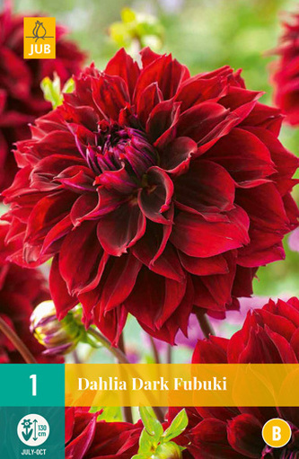 Karta - Jiřina DARK FUBUKI (1 hlíza) "B"