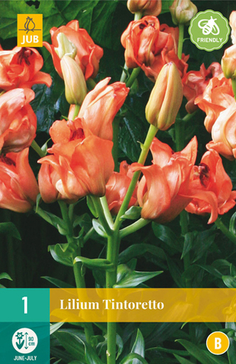 Karta - Lilie TINTORETTO (1 cibule) "B"