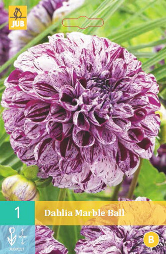 Karta - Jiřina MARBLE BALL (1 hlíza) "B"