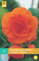 Karta - Begónie GRANDIFLORA ORANGE (3 cibule) "C"