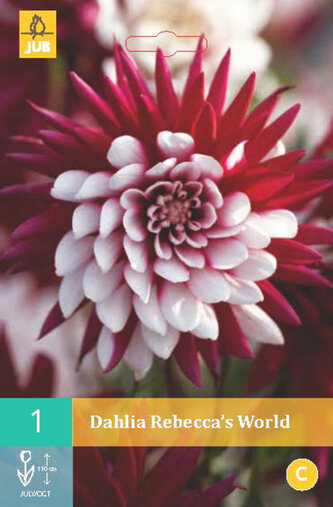 Karta - Jiřina REBECCA'S WORLD (1 hlíza) "B"