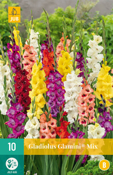 Karta - Mečík GLAMINI® MIX (10 cibulí) "B"