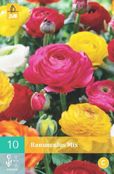 Karta - Pryskyřník Ranunculus MIX (10 cibulí) "B"