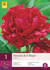 Karta - Pivoňka RED MAGIC (1 cibule) "D+"