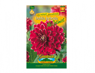 Jiřinka dekorační vysoká MR.OPTIMIST 1ks