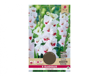 Gladiola velkokvětá CANDY BAR 8ks