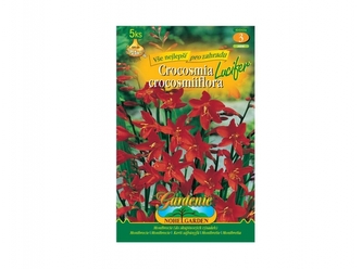 Montbrecie LUCIFER 5ks