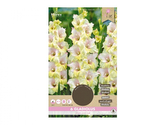 Gladiola velkokvětá MON AMOUR 6ks