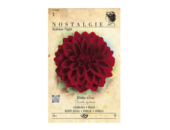 Jiřinka dekorační vysoká ARABIAN NIGHT 1ks