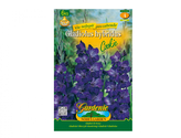 Gladiola velkokvětá COOKIE 6ks