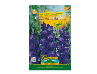 Gladiola velkokvětá COOKIE 6ks