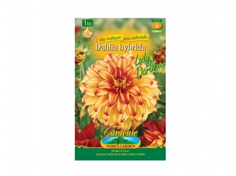 Jiřinka dekorační vysoká LADY DARLENE 1ks