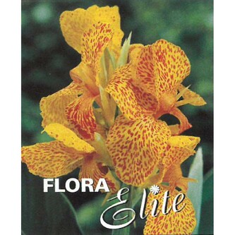 Canna Greenleaved En Avant I, 1 ks