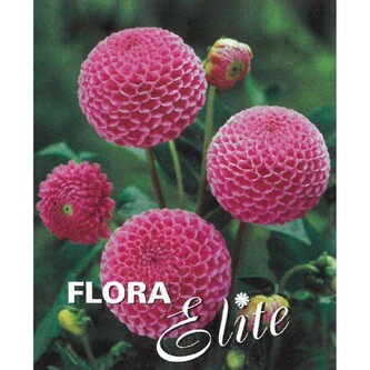 Jiřina Pompon Franz Kafka I, 1 ks