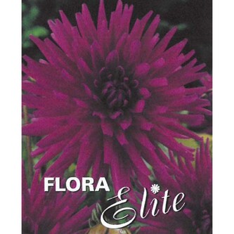 Jiřina Cactus Purple Gem I, 1 ks