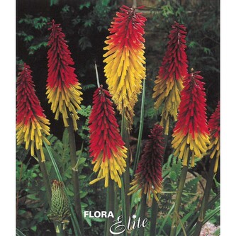 Kniphofia uvaria I, 3 ks